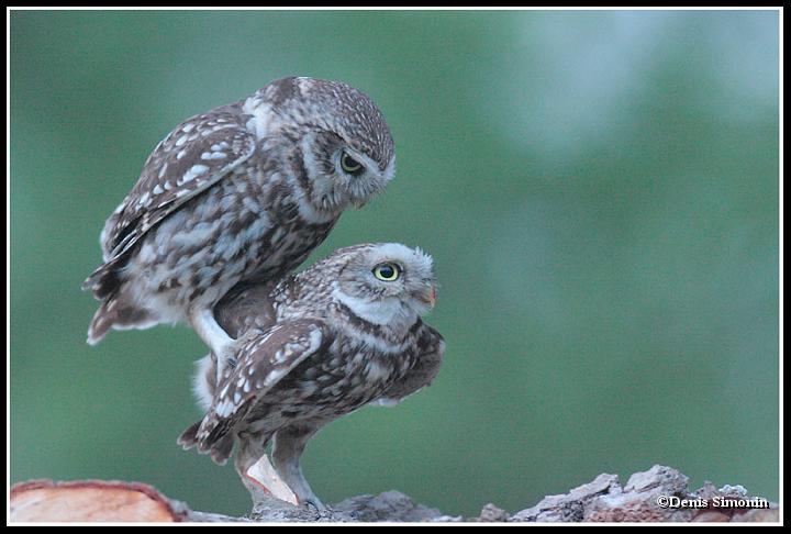 Accouplement de chouettes chevêches